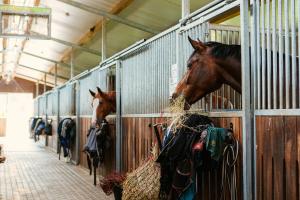 two horses are eating hay in a stable at Caravans Camping in Young Riders School in Inčukalns
