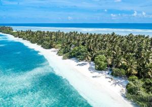 an aerial view of a beach with palm trees at Tropical Tree in Fehendhoo