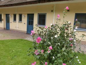 un arbusto con rosas rosas delante de una casa en Reetdachhaus Malve 3 im Feriendorf Puddeminer Wiek, en Puddemin