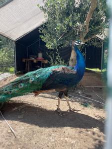 a peacock standing on the ground with its tail up at Casa de Lamaçais in Vilela