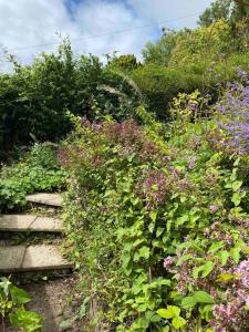a garden with a bunch of plants and flowers at Windsor Cottage in Milton Abbas