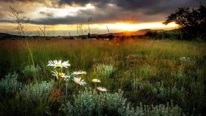 a field with some white flowers in the grass at Wetlands Country House & Sheds in Wakkerstroom