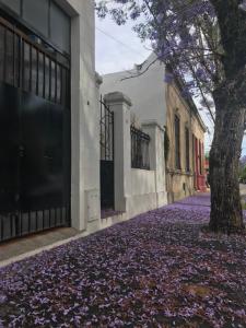 a sidewalk covered in purple leaves next to a building at El Jacarandá, relax, en Chascomús in Chascomús