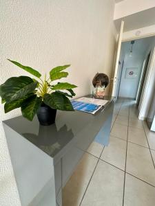 a potted plant sitting on a table in a hallway at Malibu Village T2 in Canet-en-Roussillon