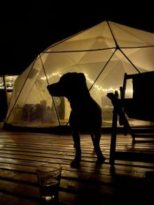 a dog standing in front of a tent at Domo Glamping Kalpavriksha - Jostcolombia in La Vega
