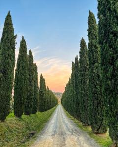 uma estrada através de uma floresta de ciprestes ao pôr-do-sol em Fattoria Fibbiano em Terricciola