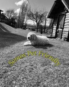 a dog laying on the grass next to a house at El Arroyo del Sur in San Carlos de Bariloche