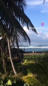 a view of a beach with a palm tree at Marshmallow Homestay in Ahangama