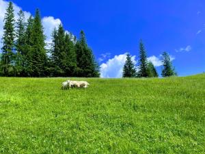 dos animales pastando en un campo de hierba verde en SPA & WELLNESS Penzión Zorhill, en Ždiar