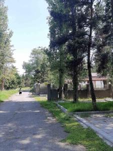 a person riding a motorcycle down a road with trees at Nairi in Sevan