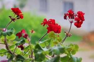 um grupo de flores vermelhas em um pote em Apartman Bucko em Bihać