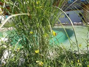 a bush with yellow flowers in front of a pool at Birnbaum Chalets Grossarl in Grossarl
