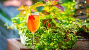 a drink in a glass sitting next to a plant at Soho Grand Hotel in New York