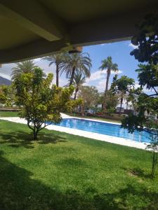 una piscina en un patio con palmeras en apartamento Ana, en Granada