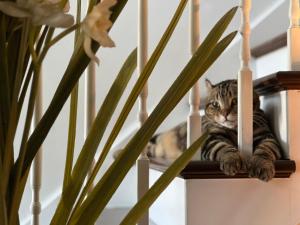 Ospiti di Gîte du Caméléon con animali domestici