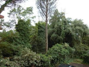 eine Gruppe von Bäumen und Sträuchern mit einem Baum in der Unterkunft Cassia Home in Rom