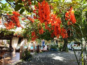 uma pessoa debaixo de uma árvore com flores vermelhas em Pousada Cantinho de Casa em Nobres