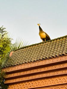 Állatok a vendégházban vagy a közelben