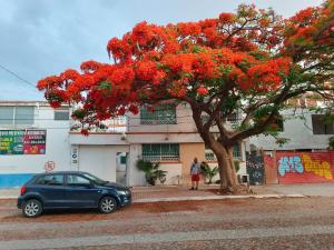 um carro azul estacionado ao lado de uma árvore com flores vermelhas em Casa Flamboyant em Querétaro