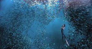 une personne dans l'eau avec une école de poissons dans l'établissement Strandhaus Condotel, à Moalboal