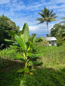 a banana tree in a field with a house in the background at Cozy jungle boat hideaway with stunning ocean view in Kealakekua
