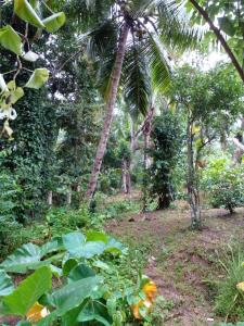 een bos met een palmboom en enkele planten bij San villa in Sulutanagoda