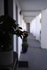 una maceta sentada en una mesa en un pasillo en Zorba Waterfront Motel, en Batemans Bay