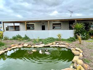 un grupo de patos en un estanque frente a una casa en Ronald's Roost farmstay Kangaroo Island, en Wisanger