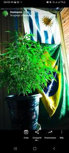 een groene plant in een pot naast een vlag bij The Juanna's Hostal y bistro cultural in Rivera