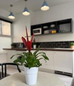 uma planta em vasos sentada numa mesa numa cozinha em Glasshouse yard studio's F1 em Londres