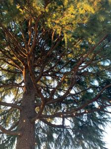 Un vicino di un pino di Malmaison - Casa vacanze a Verdellino