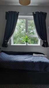 a bedroom with a bed and a window with a plant at My Little Home in Letterkenny