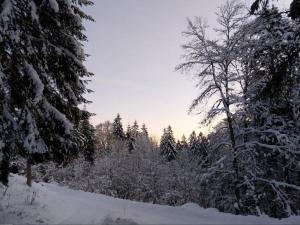un bosque cubierto de nieve con árboles a lo lejos en Kaiserchalet en Höchenschwand