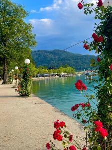 a view of a river with red flowers and trees at Rooms 73 - Helga Bartos in Pörtschach am Wörthersee
