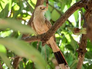 een vogel zittend op een tak van een boom bij Pousada Galeria Artes in Bonito