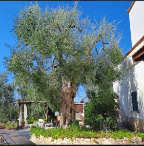 Φωτογραφία από το άλμπουμ του Azienda Agricola B&B Macchiaria στο Βιέστε