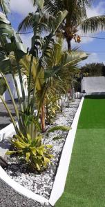un jardin avec des palmiers et une pelouse verdoyante dans l'établissement Villa Bella Quatre Cocos, à Trou dʼ Eau Douce