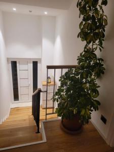 a potted plant in a hallway with a staircase at Bujtina Bezhani Gjinar in Elbasan
