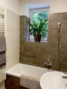 ein Badezimmer mit einer Badewanne und einer Pflanze in einem Fenster in der Unterkunft Apartmán Vyhlídka Hamry in Hamry