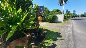 drei Hunde stehen auf der Straße in der Unterkunft Herons Reef Holiday Apartments in Rarotonga