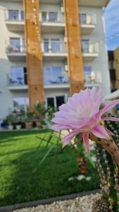 uma flor rosa sentada em frente a um edifício em ALYA Sea Escape Costinesti - parcare gratuita em Costinesti