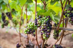 Zahrada ubytování Trellis at Baptista Maresh Vineyard