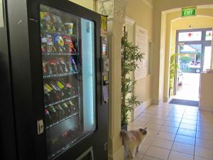 a dog standing in front of a soda refrigerator at Manly Bunkhouse in Sydney