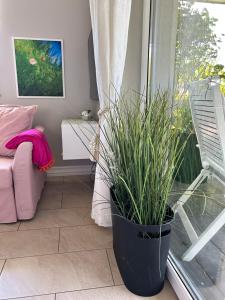 Zahrada ubytování Apartament Różany
