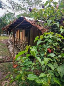 a small wooden house with a bunch of plants at YAKU lodge & camping in Padre Cocha