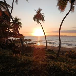 un perro parado en una playa con palmeras en Cabinas carol en Pavones