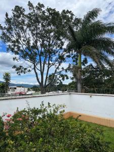 palma przed białą ścianą z drzewem w obiekcie MARIO w mieście Alajuela