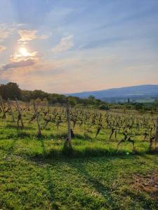 a vineyard with a bunch of vines in a field at Ruhige Wohnung am Rande des Naturschutzgebietes in Ingelheim am Rhein