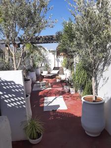 a patio with a bunch of potted plants and trees at STUDIO LOFT MEDINA AVEC TERRASSE in Marrakech