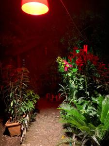 una habitación con un montón de plantas y una luz en Canario Bungalows, en Cıralı